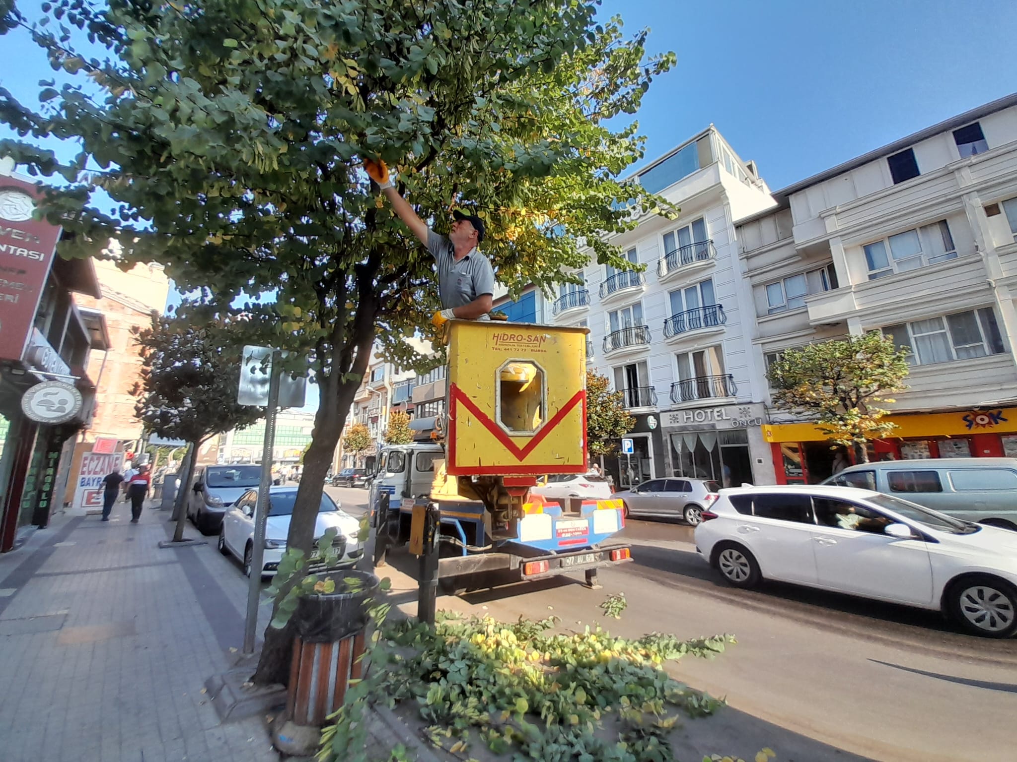 CENGİZ KOÇAL CADDESİ’NDE AĞAÇLAR BUDANIYOR