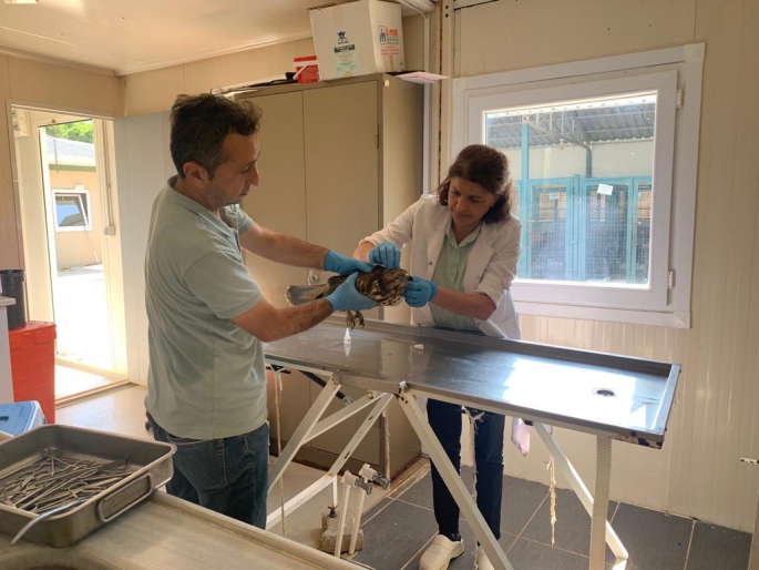 YARALI ŞAHİN TEDAVİ EDİLDİ YARALI ŞAHİN TEDAVİ EDİLDİ