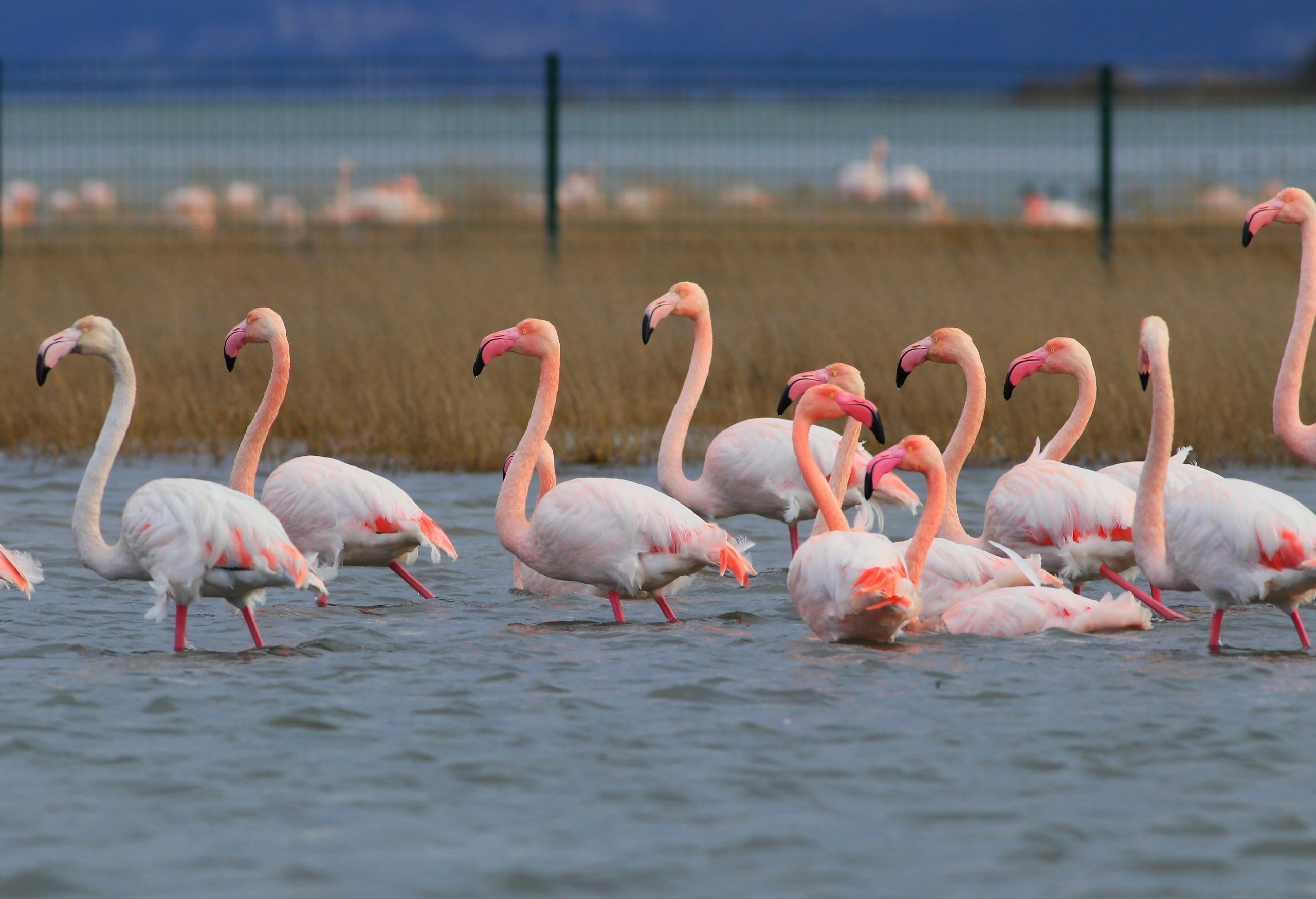 “HERSEK LAGÜNÜ ÇOK DEĞERLİ BİR SULAK ALANDIR” “HERSEK LAGÜNÜ ÇOK DEĞERLİ BİR SULAK ALANDIR”