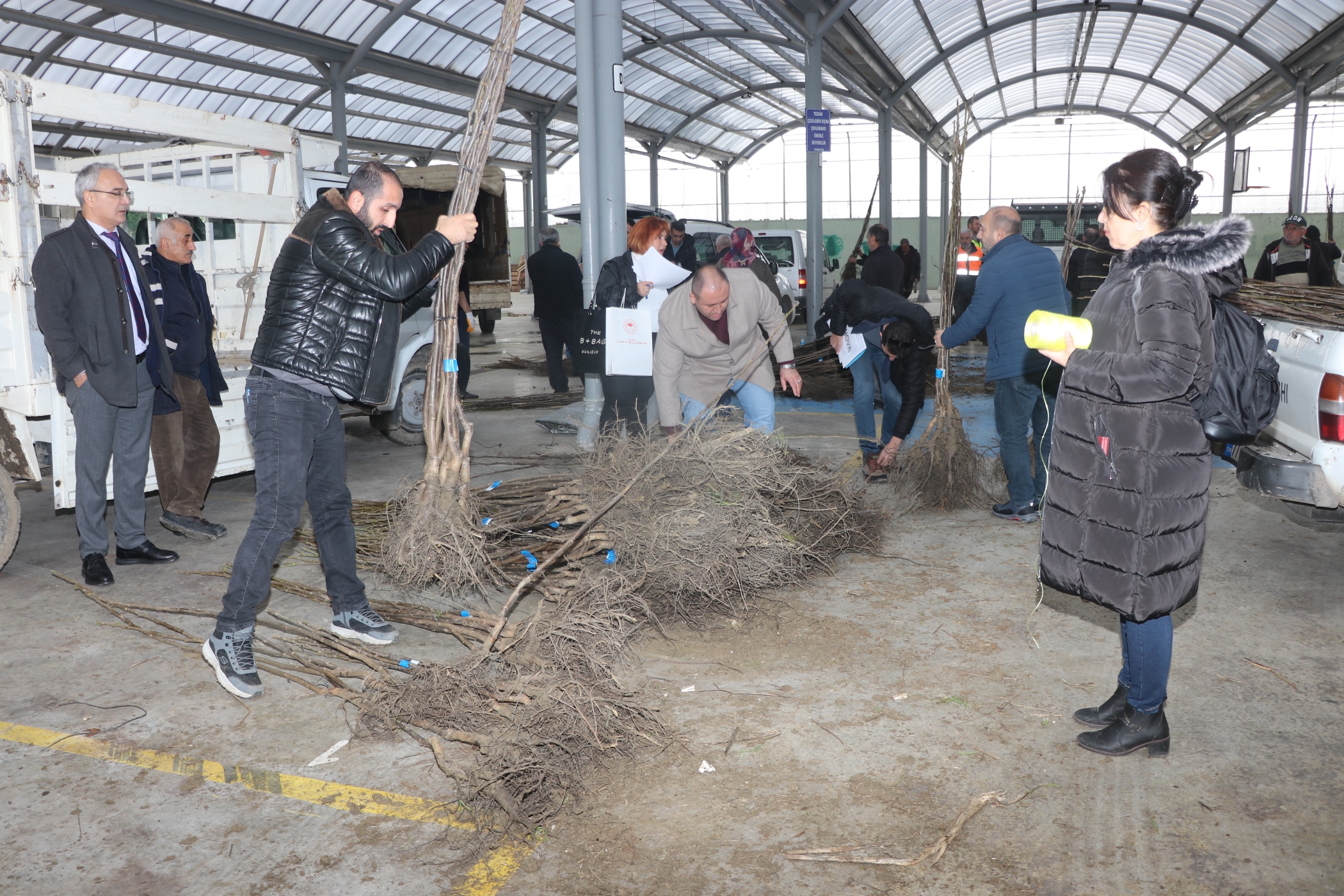 ÇİFTÇİLERE TRABZON HURMASI VE CEVİZ FİDANI DAĞITILDI