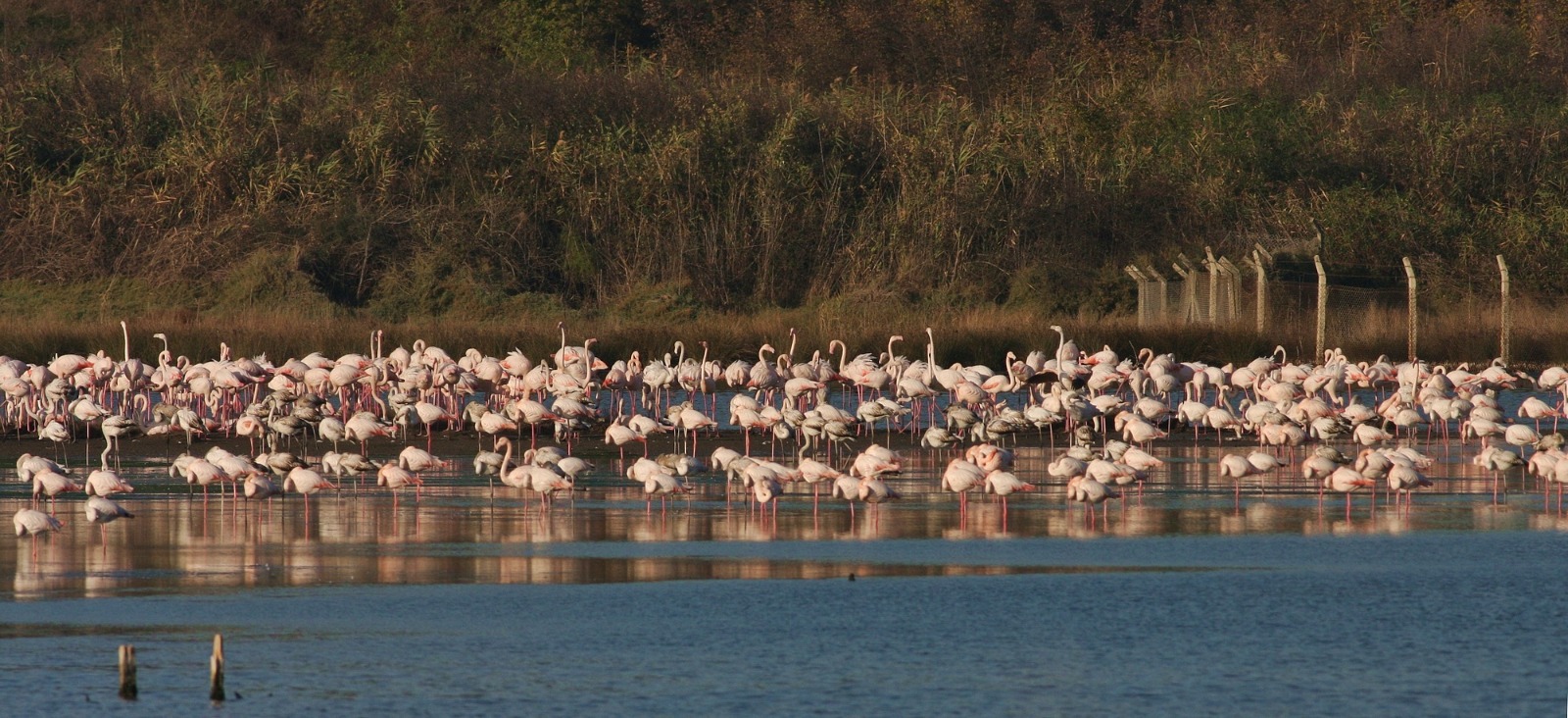 En gürültülü lagün! En gürültülü lagün!