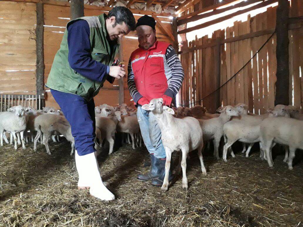 2025 Yılı Buzağı ve Kuzu Destekleme Başvuruları Başladı 2025 Yılı Buzağı ve Kuzu Destekleme Başvuruları Başladı